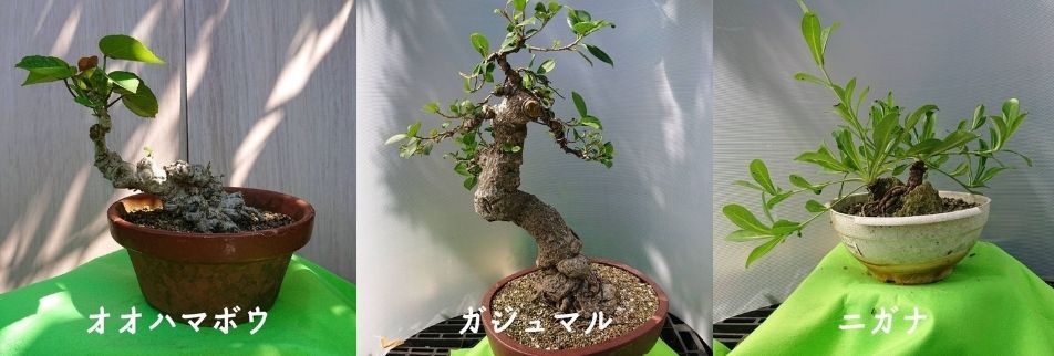 沖縄盆栽 アコウ メルカリ便 - メルカリ 沖縄盆栽 アコウ メルカリ便